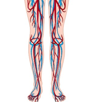 Kojų venų ir arterijų vieta