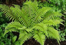 kompresai venų varikozei gydyti